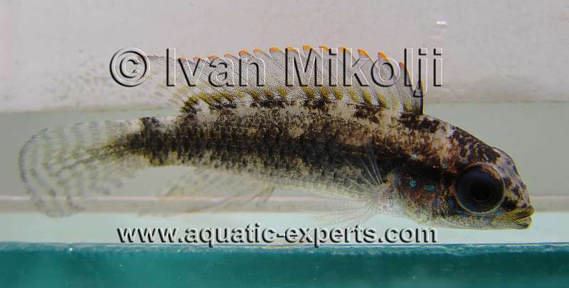 Apistogramma inornata